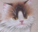 富康猫_名人百科网